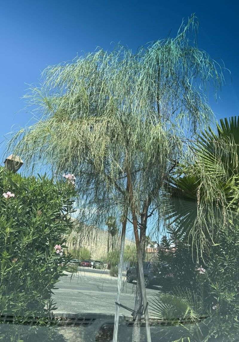 Shoestring Acacia Handles Heat With Very Little Fuss