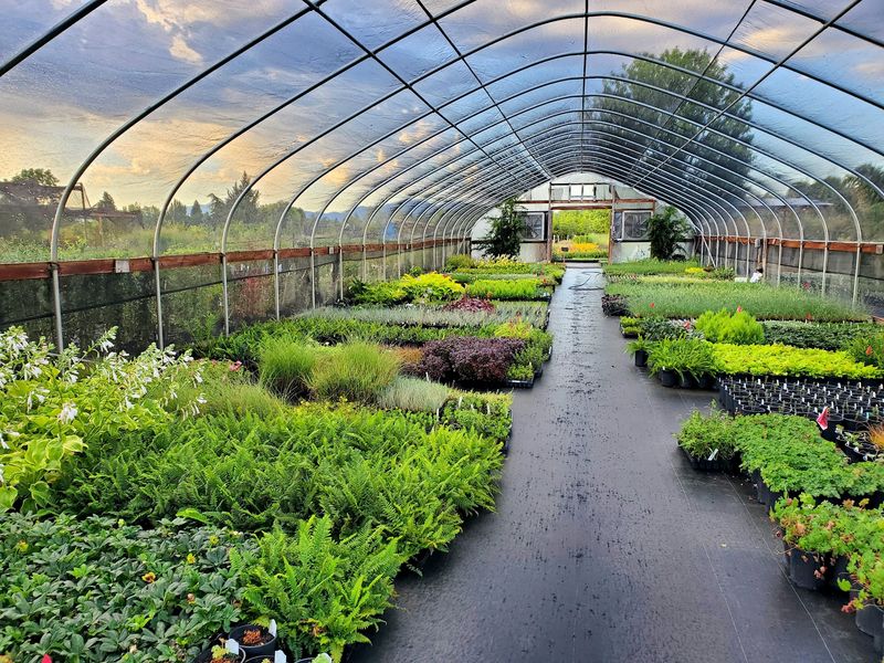 Shooting Star Nursery - Central Point, Oregon Shooting Star Nursery - Central Point, Oregon