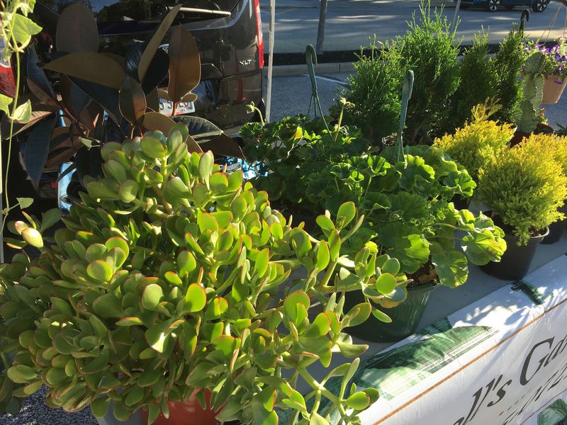 Shop Plant It Native At The Willoughby Market Shop Plant It Native At The Willoughby Market