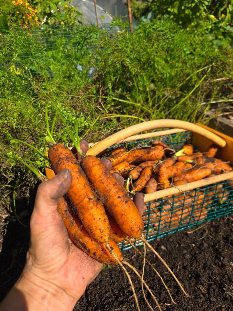 Short Carrots Beat Heavy Soil Short Carrots Beat Heavy Soil