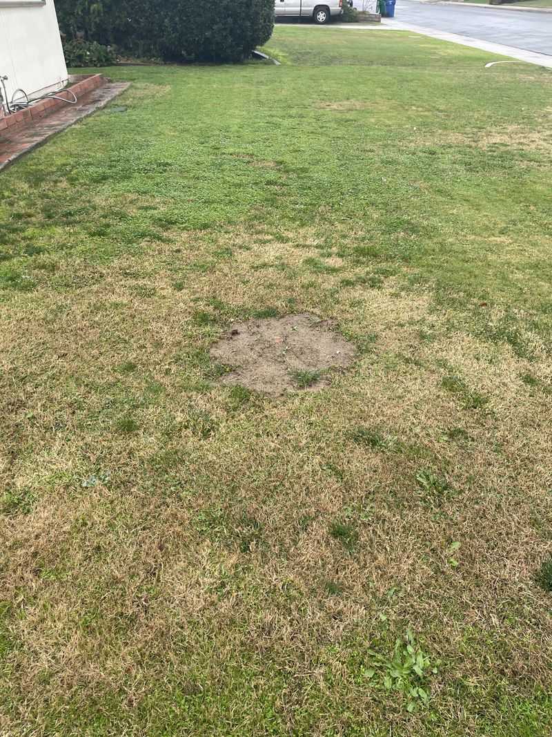 Short Grass Struggling Under High Temperatures Short Grass Struggling Under High Temperatures
