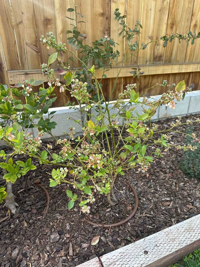 Shorten Long Bare Shoots Carefully
