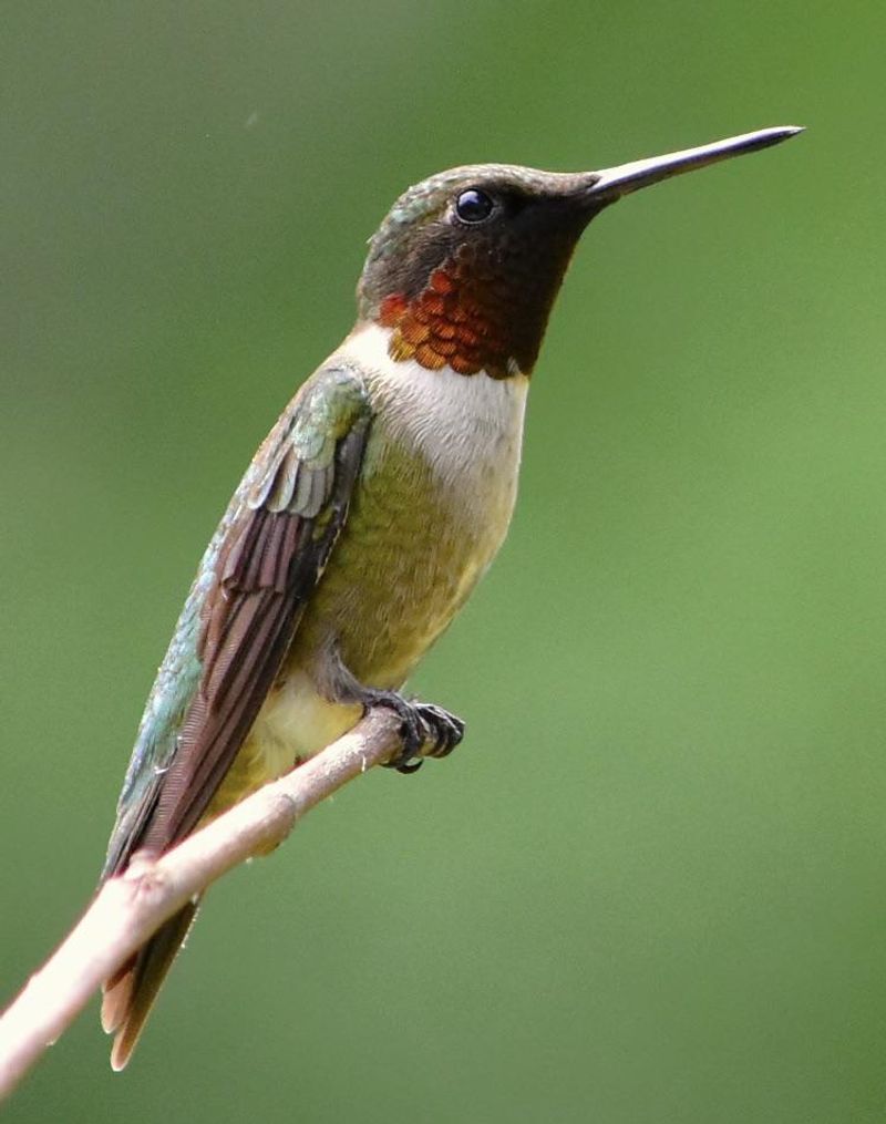 Shorter Daylight Triggers Migration Hormones Shorter Daylight Triggers Migration Hormones