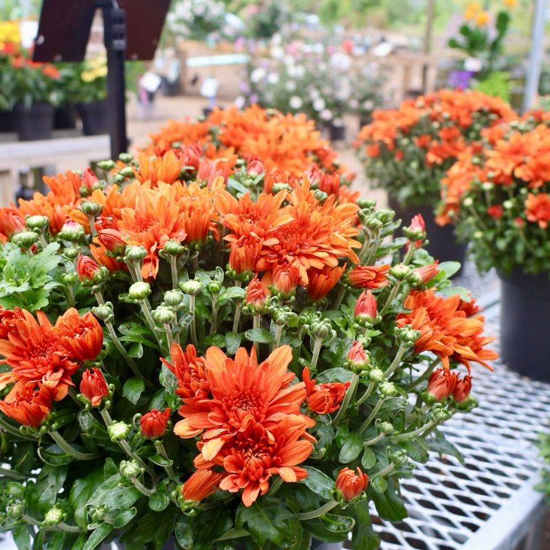 Shorter Days Naturally Trigger More Flowers