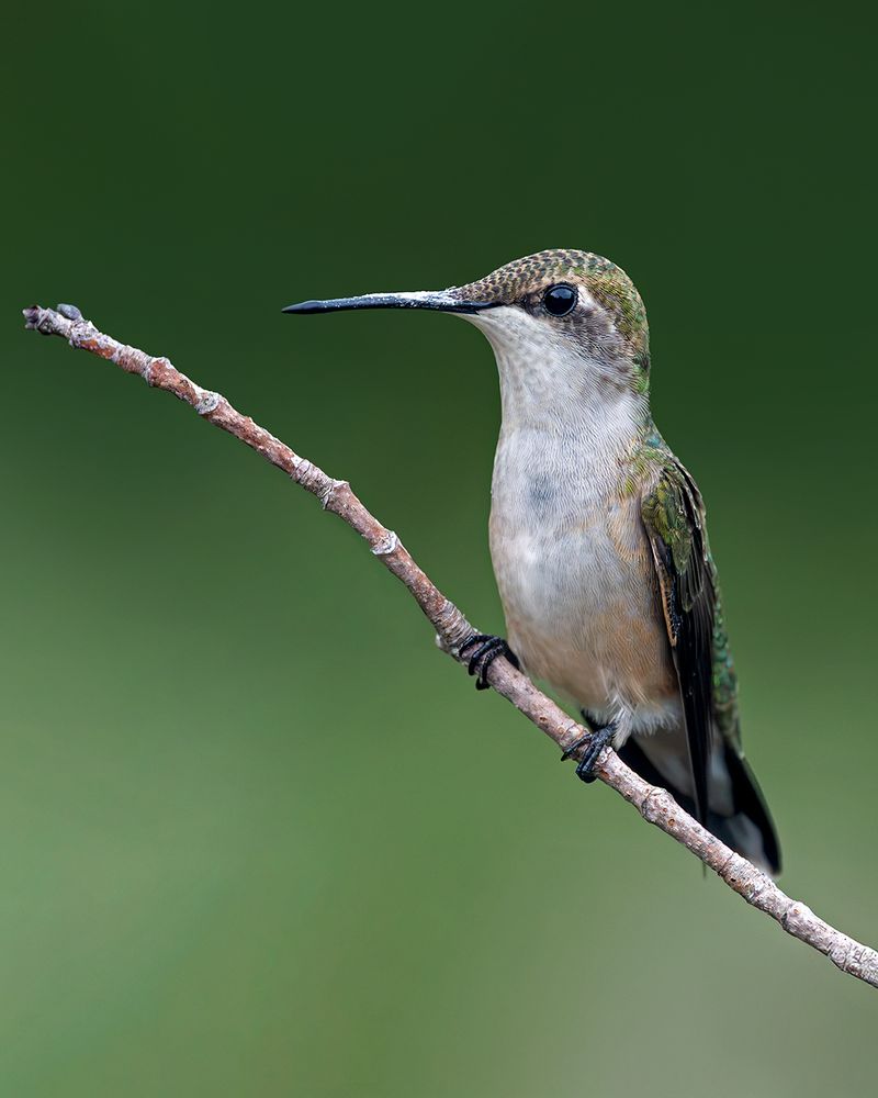 Shorter Days Tell Hummingbirds It Is Time To Leave