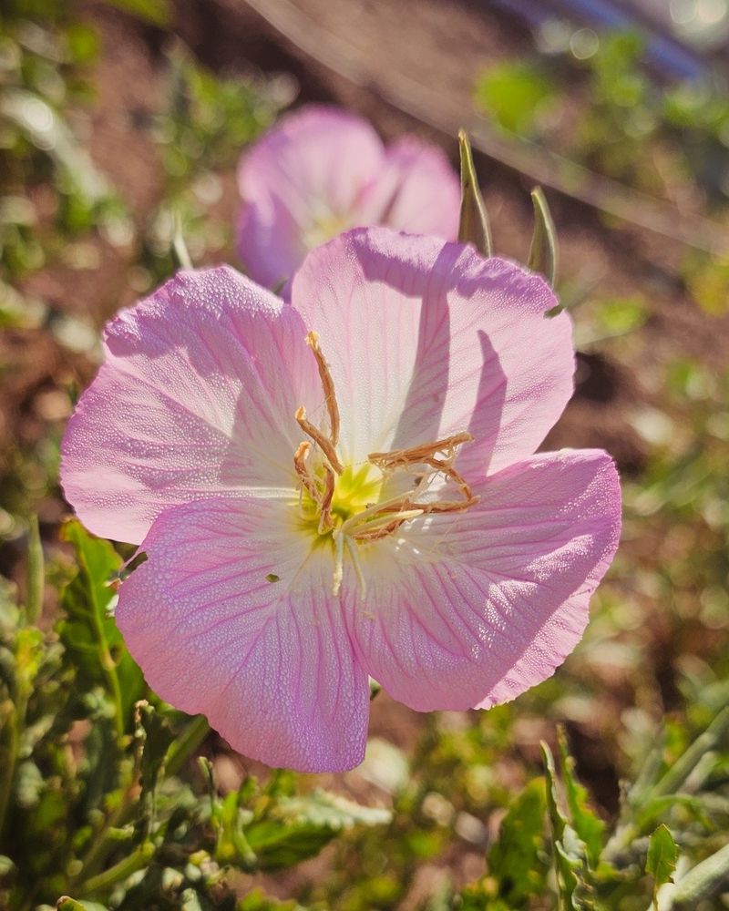 Showy Evening Primrose Favors Evening Hours