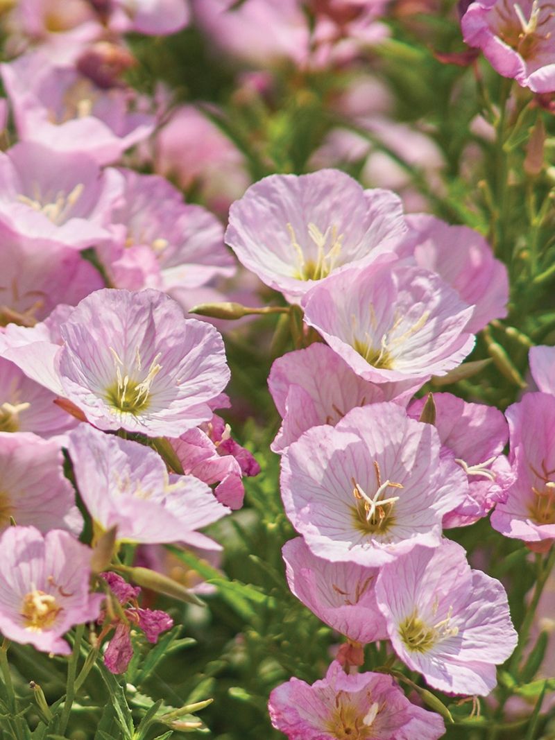Showy Evening Primrose Waits Until Evening Showy Evening Primrose Waits Until Evening