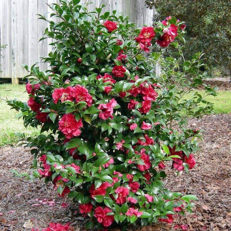 Showy Flowers Come In White, Pink, Red, And Color Combinations Showy Flowers Come In White, Pink, Red, And Color Combinations
