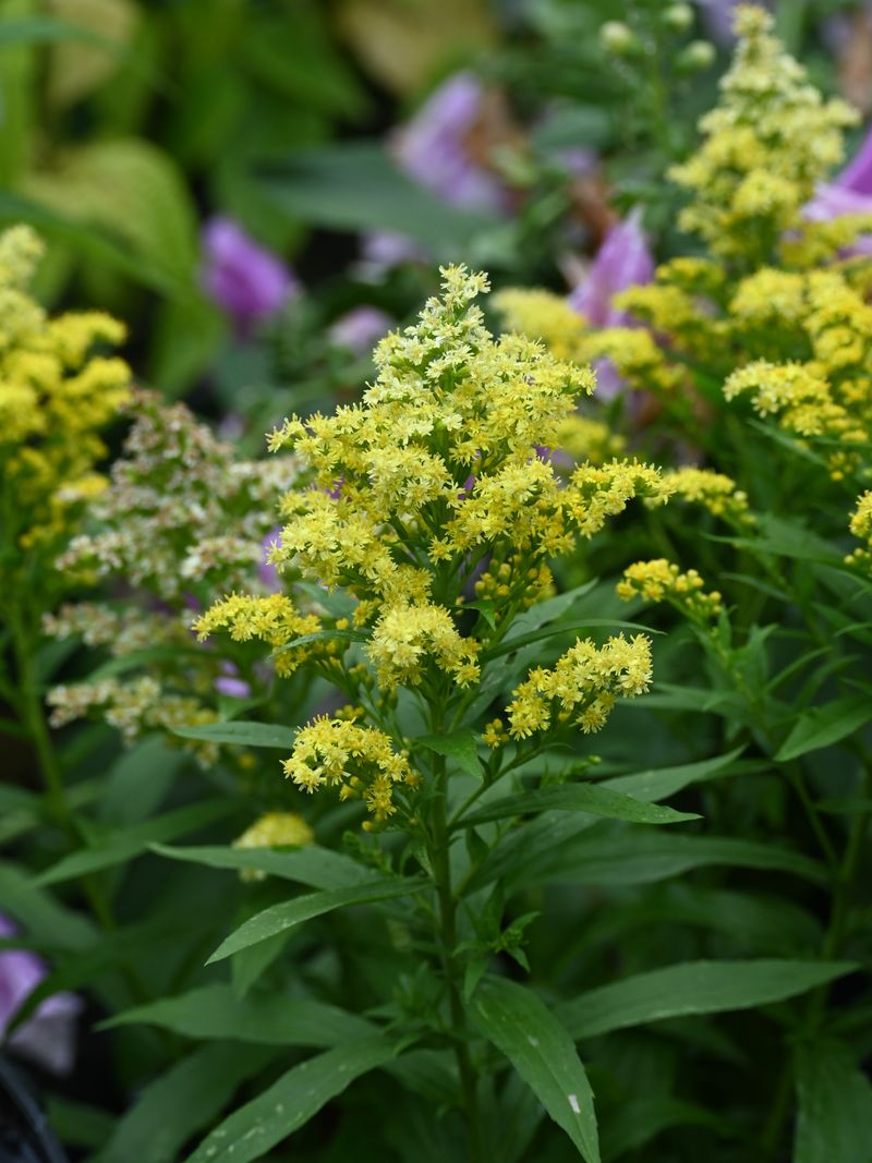 Showy Goldenrod Lights Up September