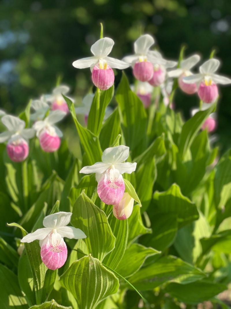 Showy Lady's Slipper Showy Lady's Slipper