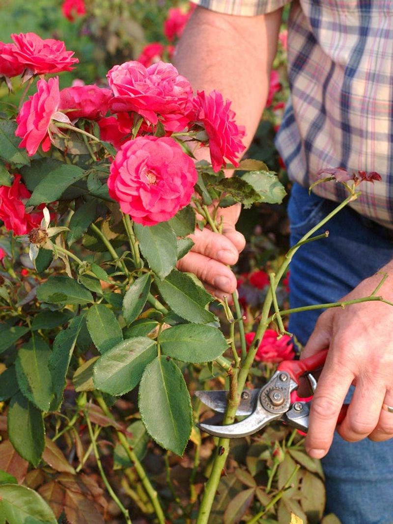 Shrub Roses Shrub Roses