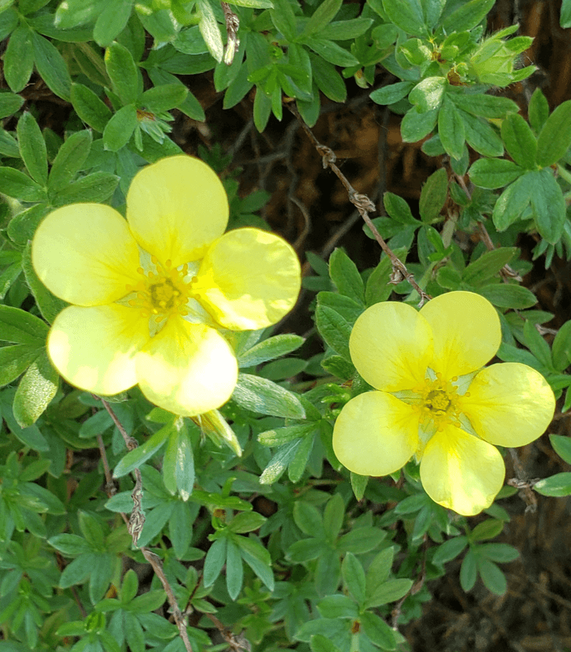 Shrubby Cinquefoil Adds Long Lasting Flowers Shrubby Cinquefoil Adds Long Lasting Flowers