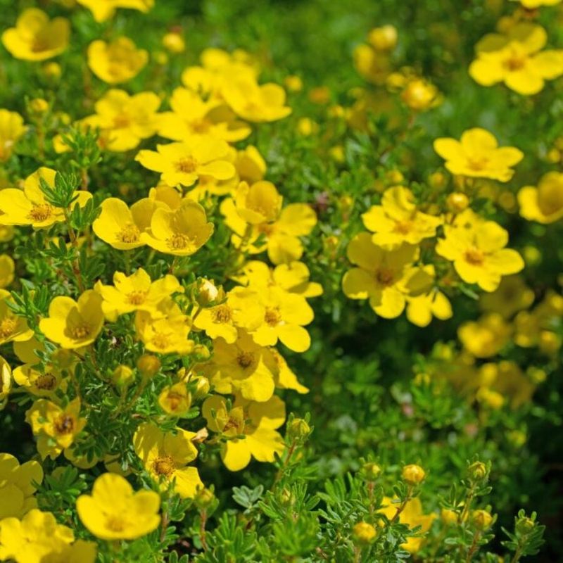 Shrubby Cinquefoil Fits Sunny, Drier Oregon Yards