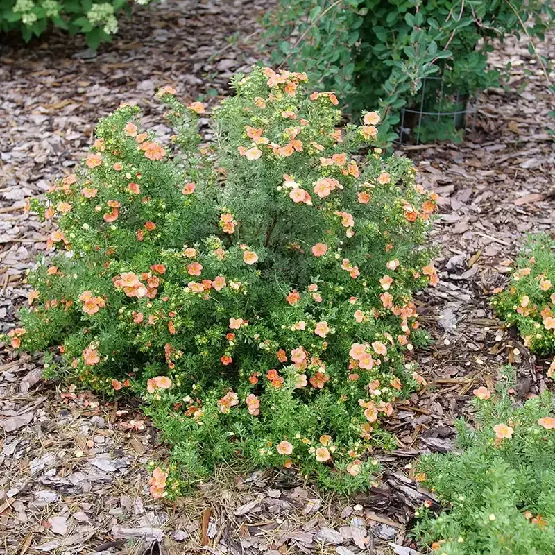 Shrubby Cinquefoil Trades Formal Green For Months Of Flowers Shrubby Cinquefoil Trades Formal Green For Months Of Flowers