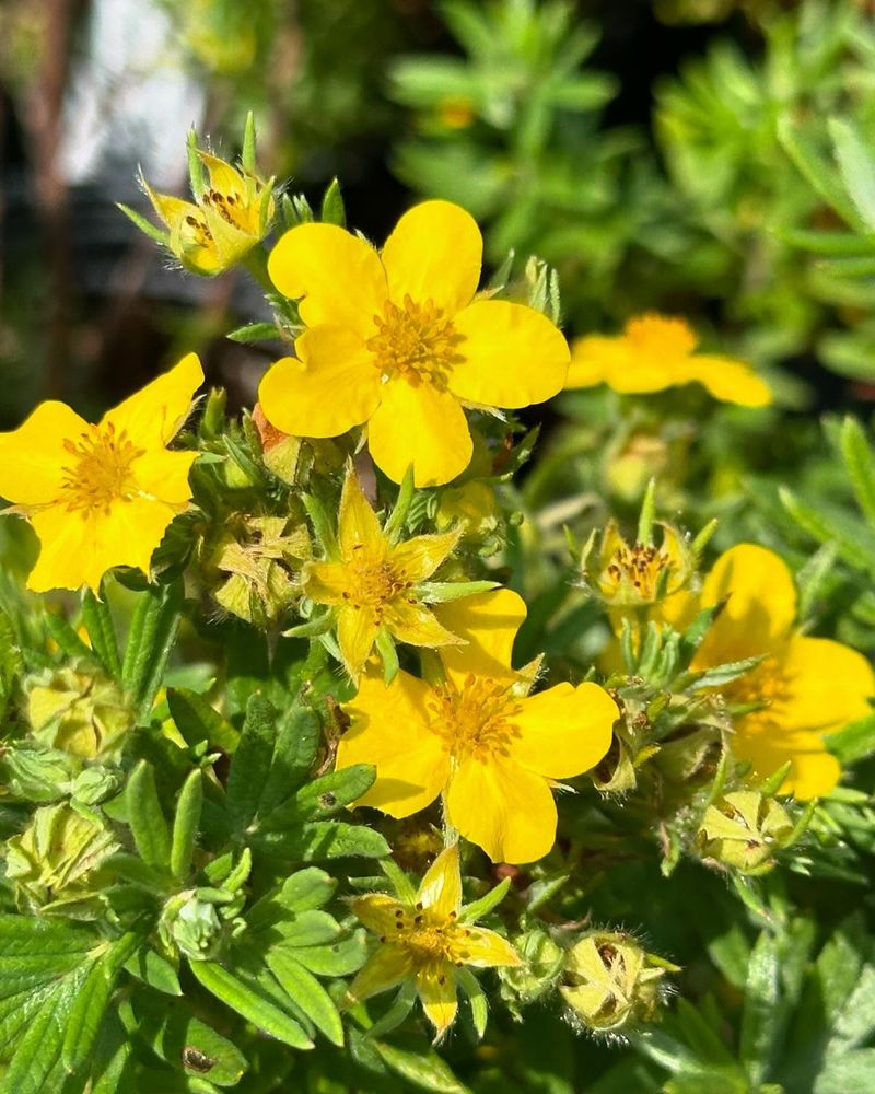 Shrubby Cinquefoil