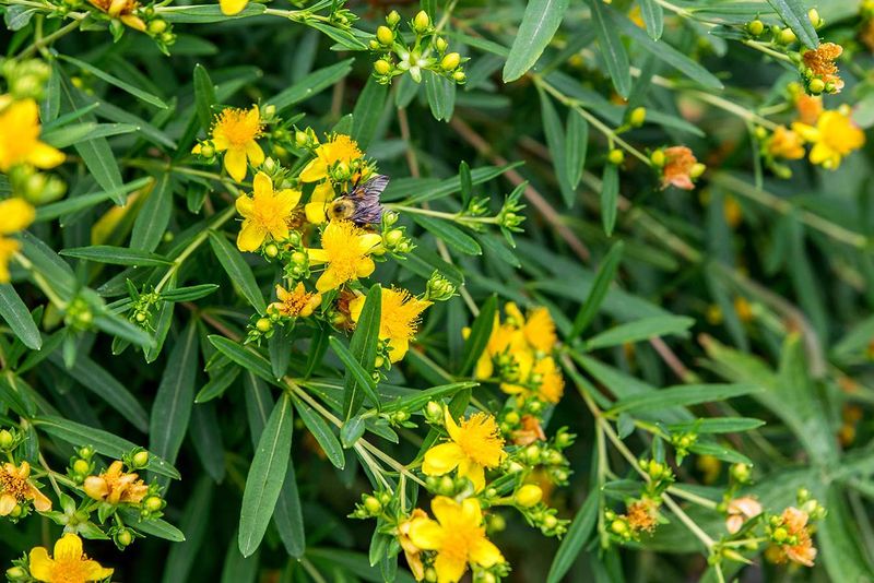 Shrubby St. John's Wort Glows Through August