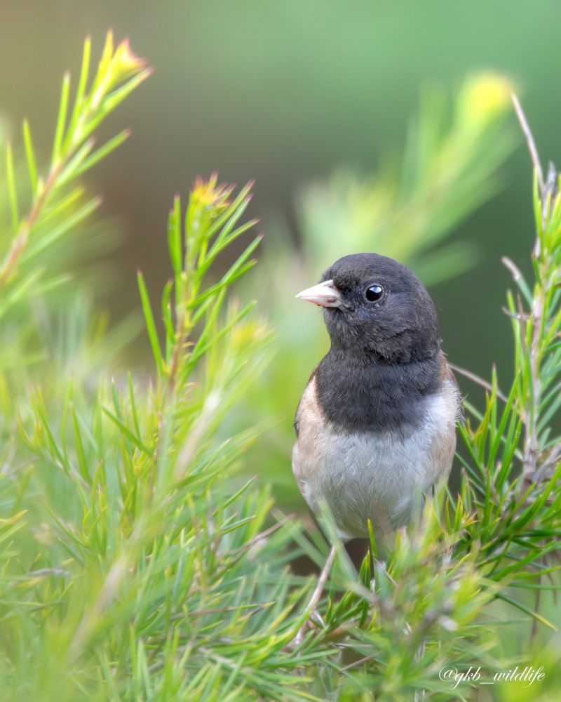 Shrubs And Vegetation May Be Providing Cover Shrubs And Vegetation May Be Providing Cover