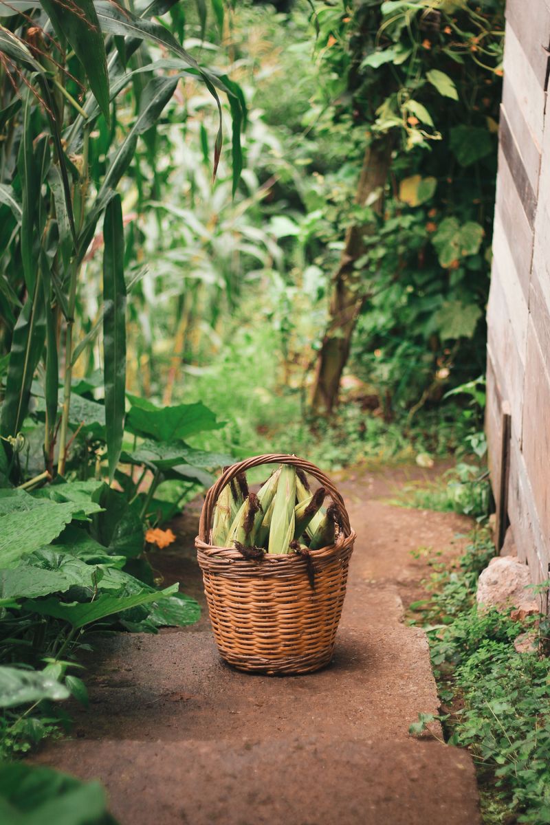 Shrubs, Corn, And Garden Edges Are Prime Territory Shrubs, Corn, And Garden Edges Are Prime Territory
