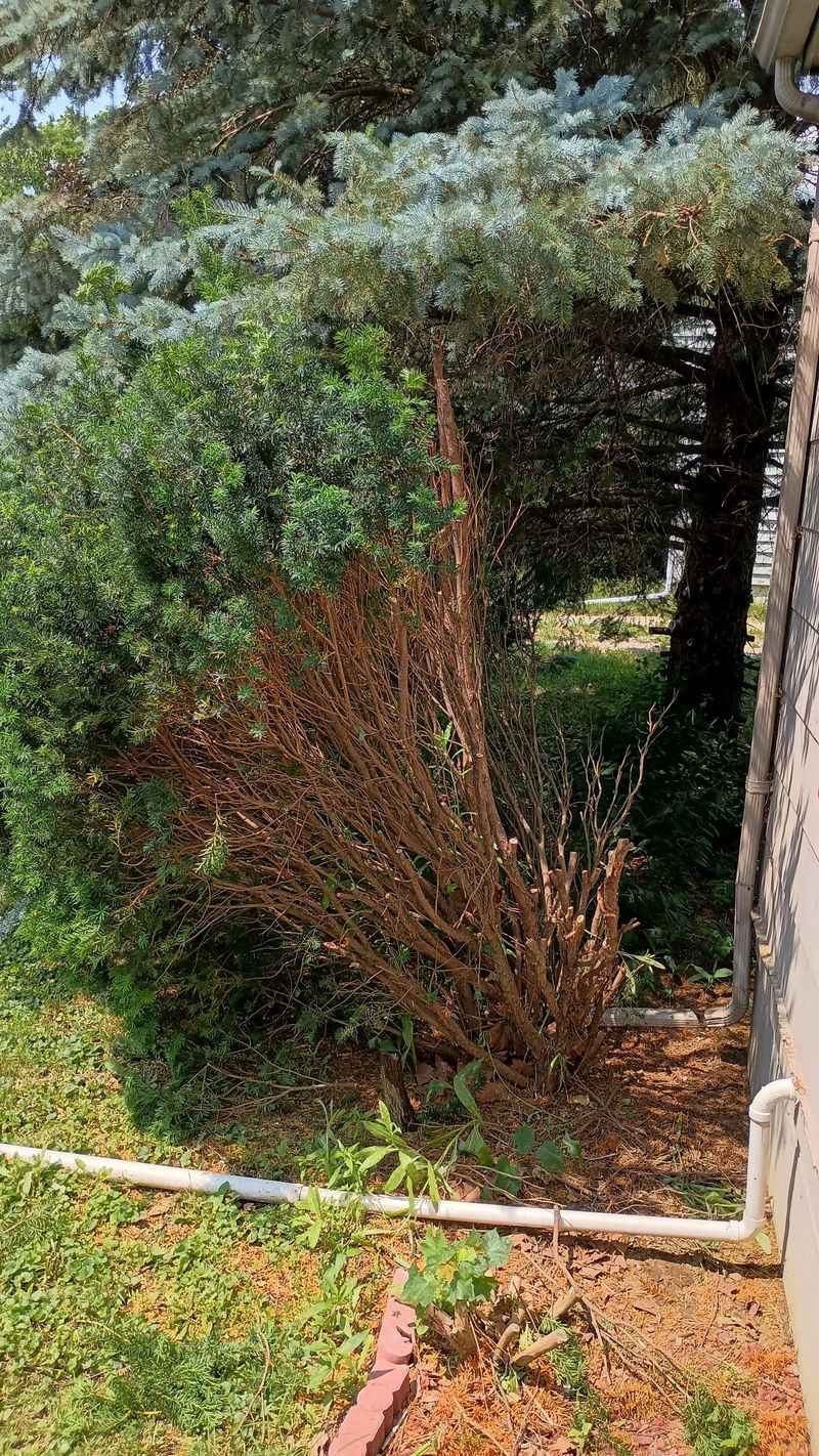 Shrubs Growing Right Against The House Are The Biggest Concern Shrubs Growing Right Against The House Are The Biggest Concern