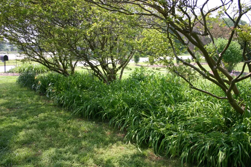 Shrubs Packed Together Create A Bigger Shelter Zone