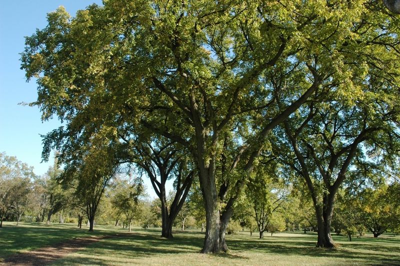 Siberian Elm Escapes Into Disturbed Ground