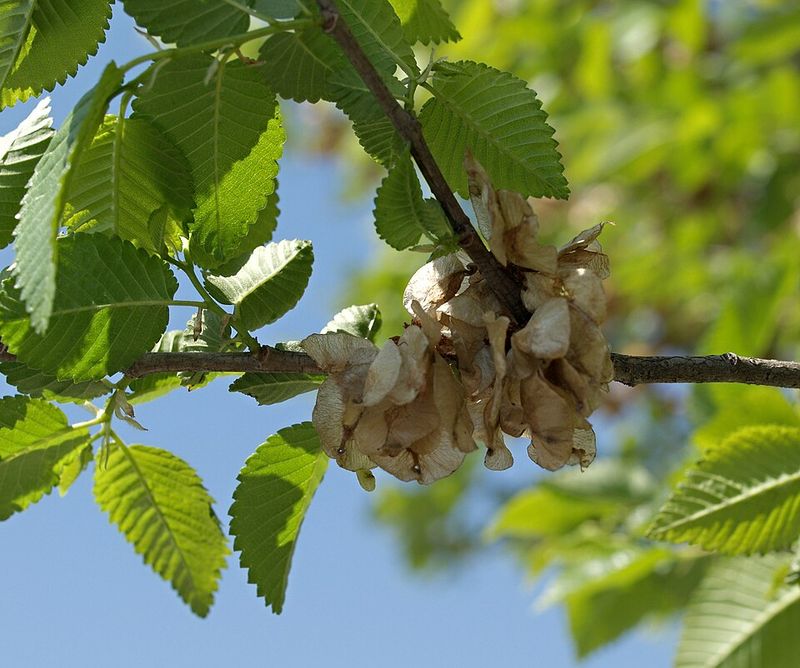 Siberian Elm Should Not Be Shared Or Moved Siberian Elm Should Not Be Shared Or Moved