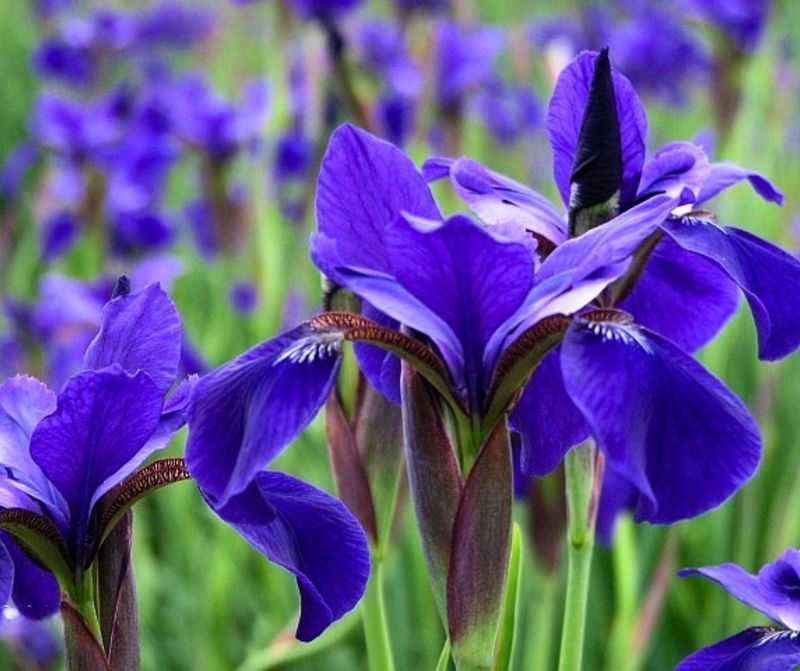 Siberian Iris Siberian Iris