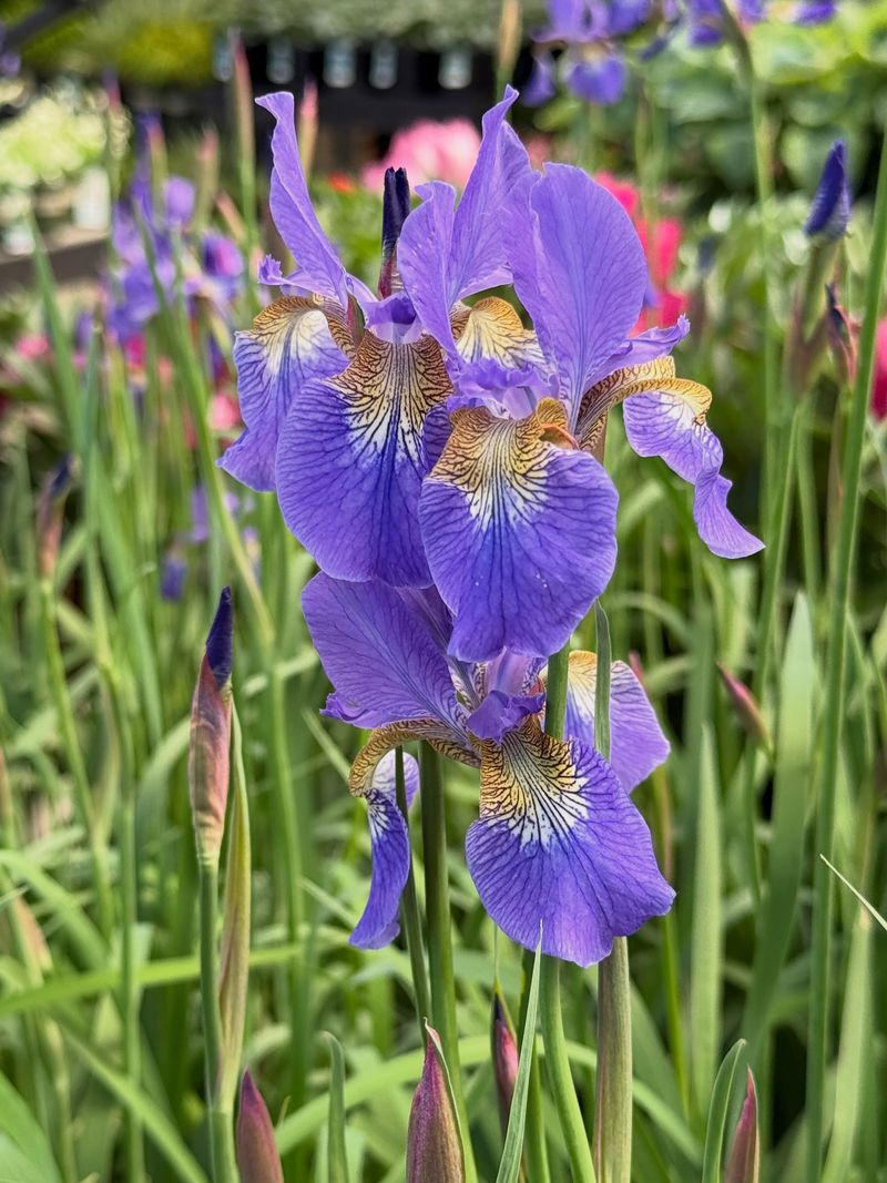 Siberian Iris