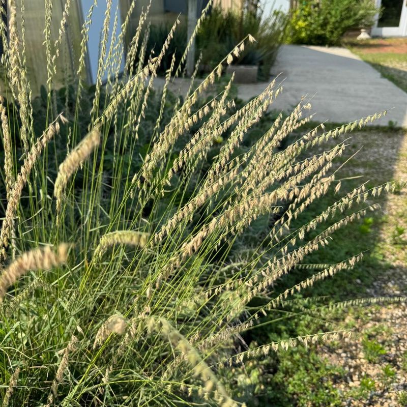 Sideoats Grama Fits Hot Dry Driveway Borders Sideoats Grama Fits Hot Dry Driveway Borders