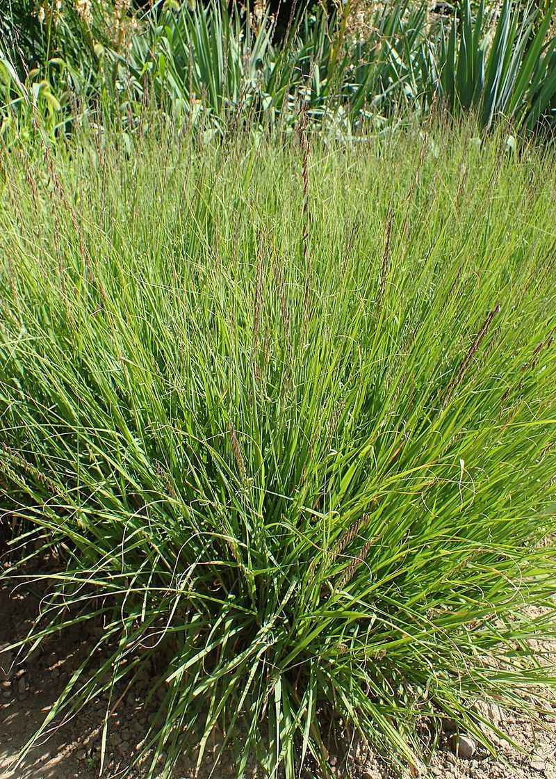 Sideoats Grama Keeps Sunny Borders Lighter And Neater Sideoats Grama Keeps Sunny Borders Lighter And Neater