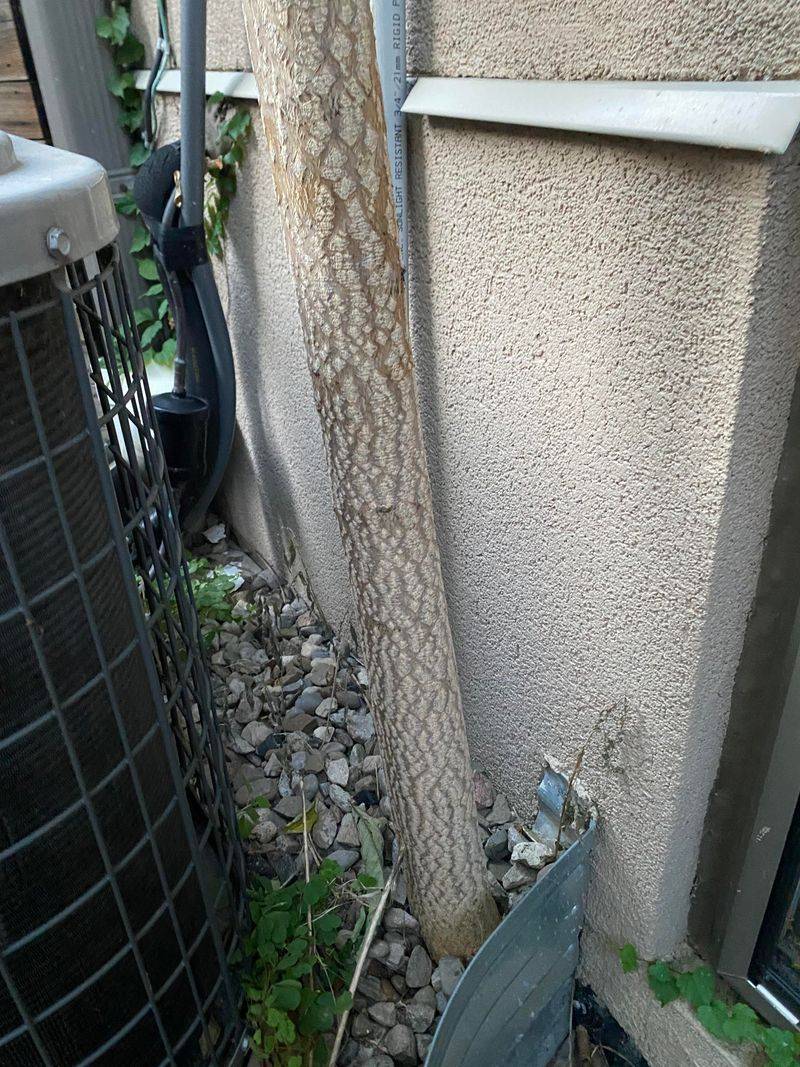 Sidewalk Cracks And Fence Lines Give It Easy Openings