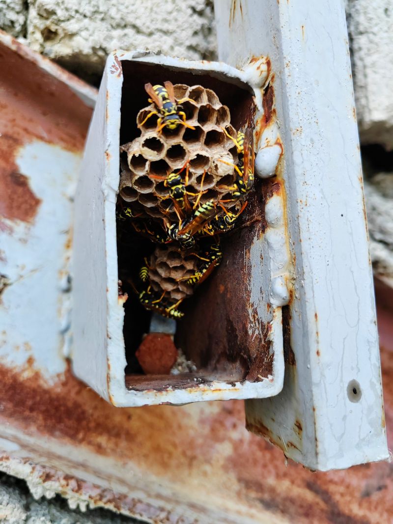 Signs A Nest Is Closer Than You Think
