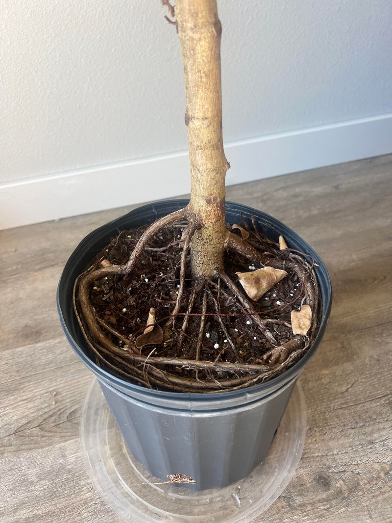 Signs A Plant Actually Needs Repotting