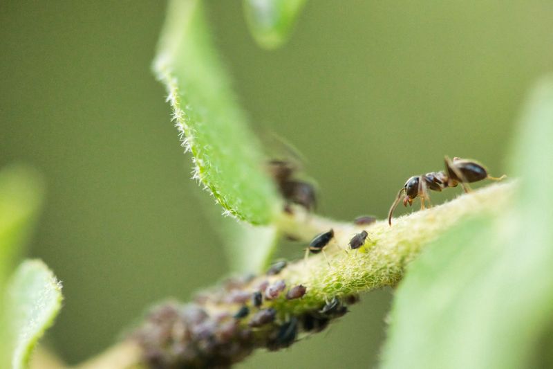 Signs Ant Activity Points To A Different Problem