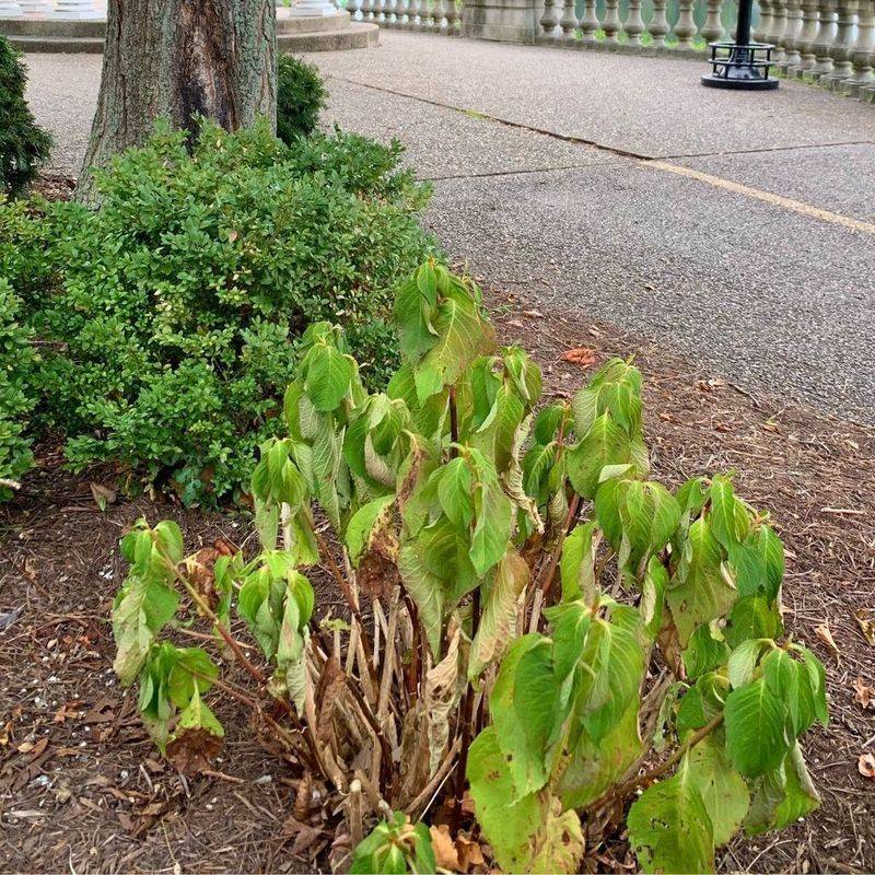 Signs Heat Stress Is Affecting Your Blooms Signs Heat Stress Is Affecting Your Blooms