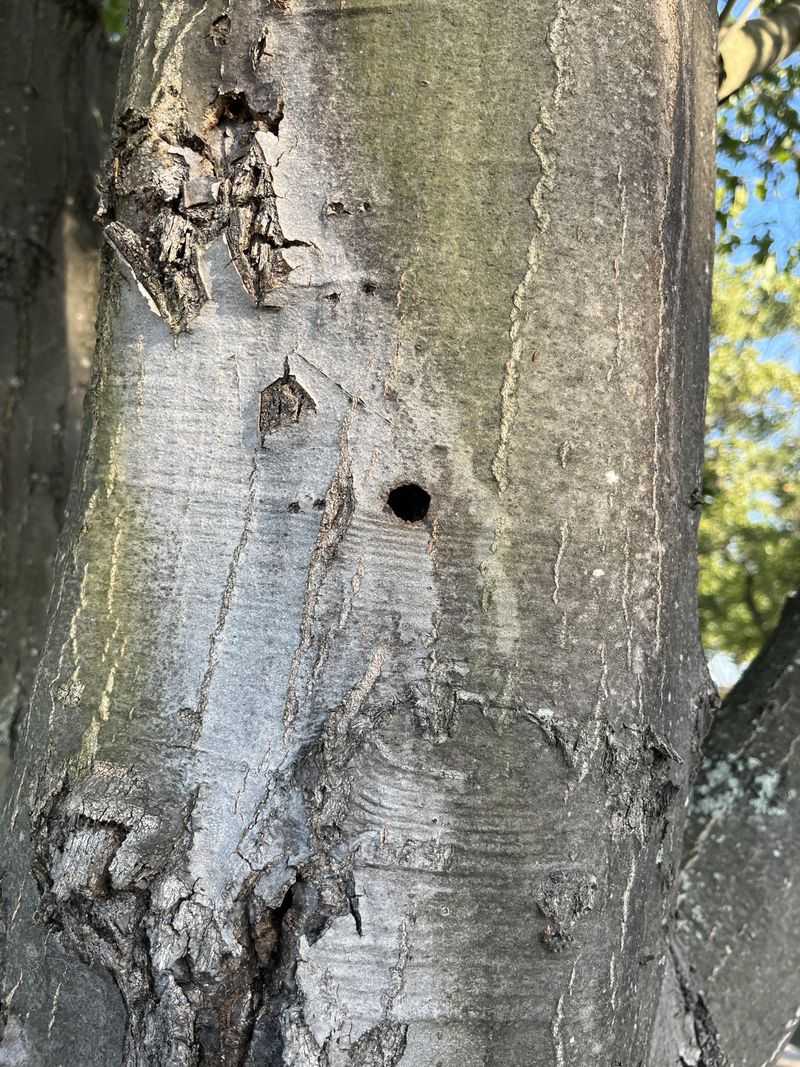 Signs Of Damage To Watch For On Maple Tree Signs Of Damage To Watch For On Maple Tree