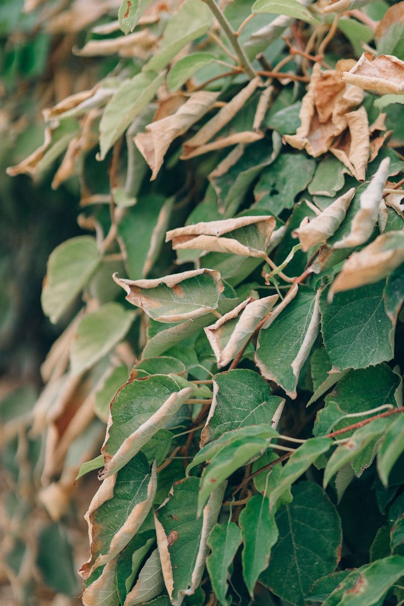 Signs Of Heat Stress Signal Extra Watering Sessions Signs Of Heat Stress Signal Extra Watering Sessions