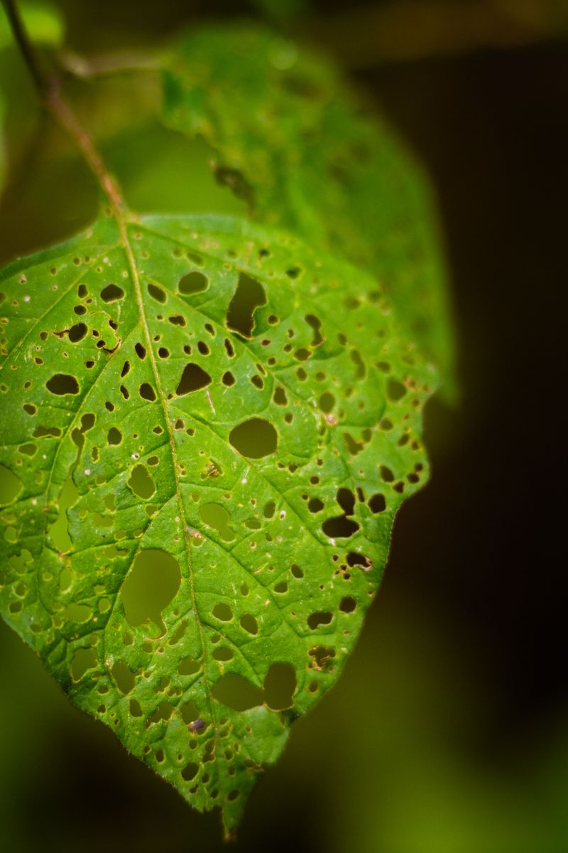 Signs Of Infestation Gardeners Should Watch For