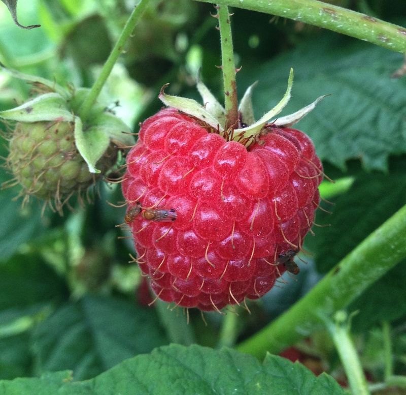 Signs Of Infestation Hidden Inside Intact Berries Signs Of Infestation Hidden Inside Intact Berries