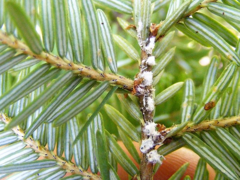 Signs Of Infestation On Hemlock Trees Signs Of Infestation On Hemlock Trees