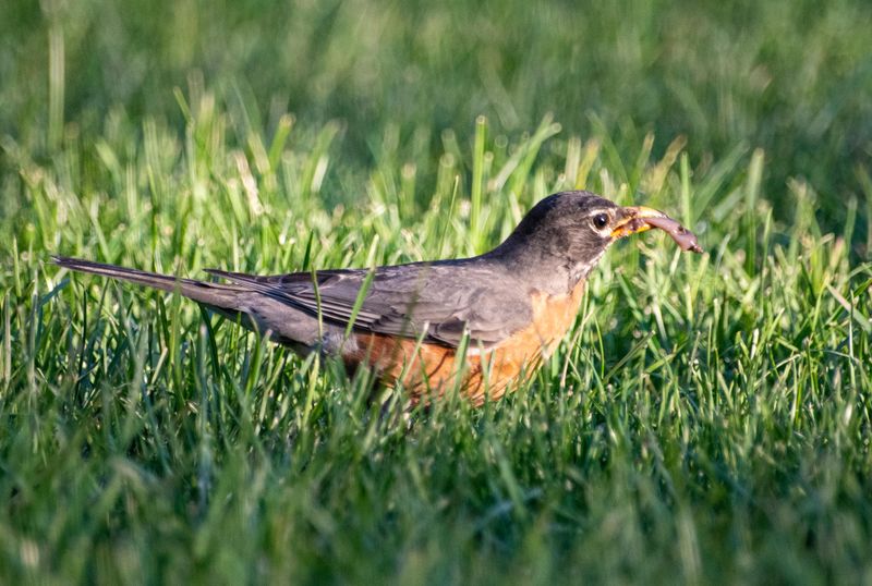 Signs Of Pest Damage Hiding Beneath The Grass