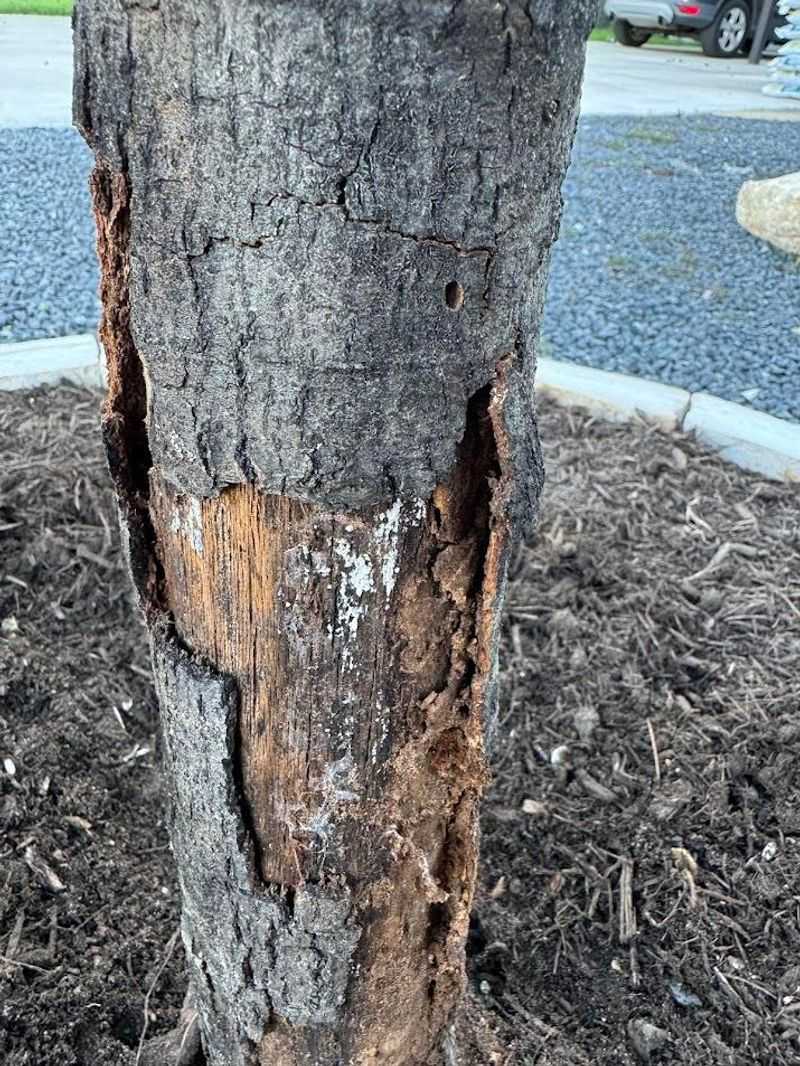 Signs That Confirm Sunscald Damage