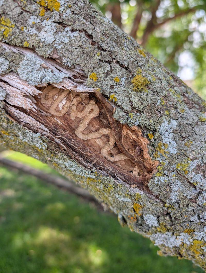Signs That Emerald Ash Borer May Be In Your Trees