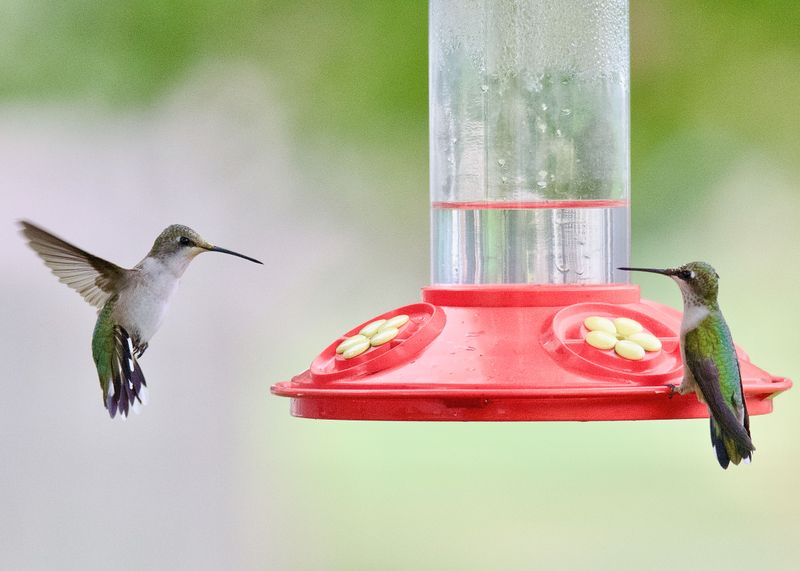Signs That Migration Has Begun