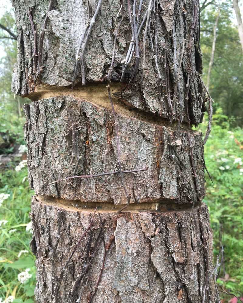 Signs That Point To Cutting Rather Than Wind