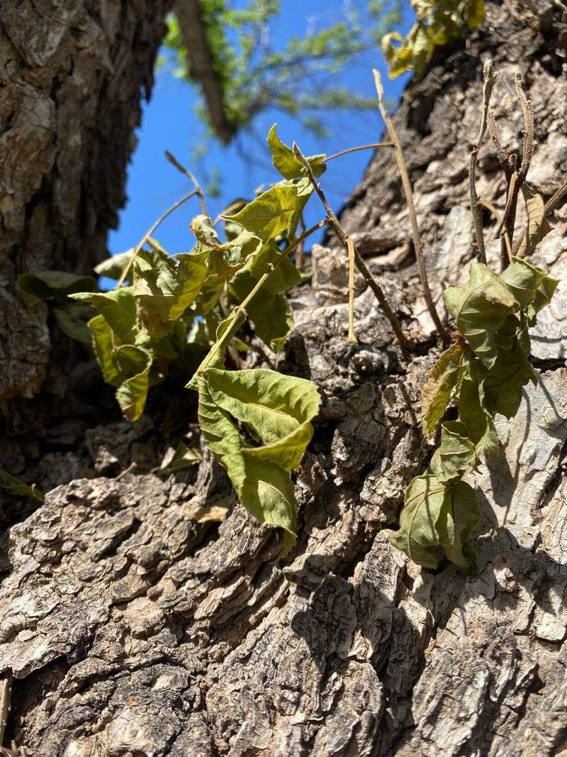 Signs That Weevils Have Already Emerged