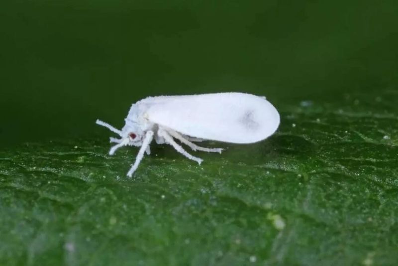 Signs The Infestation Is Already Affecting Your Harvest Signs The Infestation Is Already Affecting Your Harvest