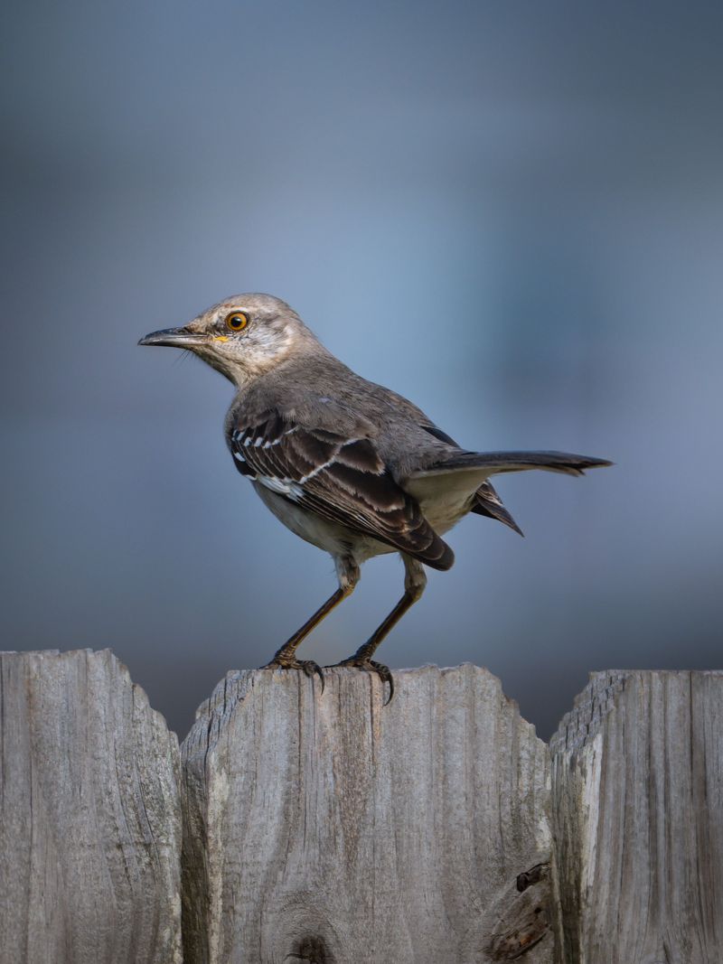 Signs The Same Bird Is Returning To Your Yard