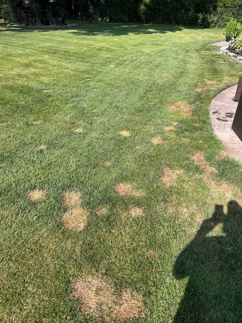 Signs This Goes Beyond Simple Drought Stress