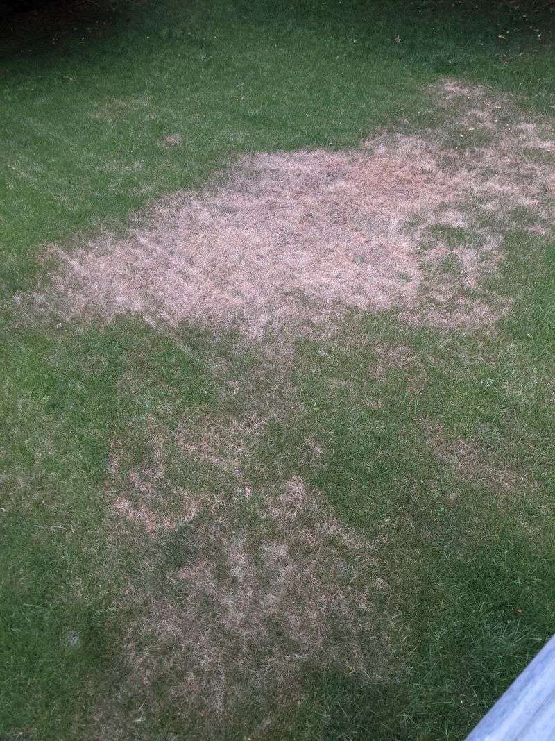 Signs This Is More Than Just Dry Grass